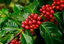 A AEAGRO e o Sindicato Rural de Franca têm a honra de apresentar a 5ª edição da ALTA CAFÉ