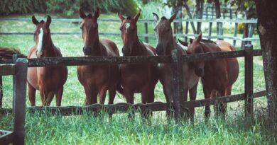 photo of a group of horses