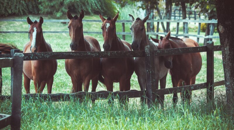 photo of a group of horses