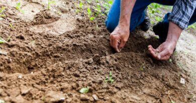 man planting plant