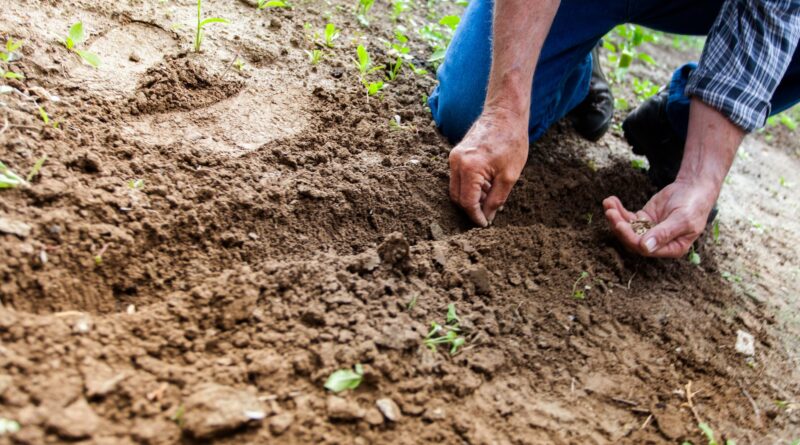 man planting plant