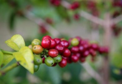 SP inclui café no Programa Paulista da Agricultura de Interesse Social (PPAIS)